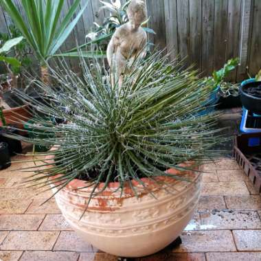 Agave Geminiflora