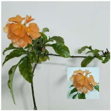 Crossandra infundibuliformis