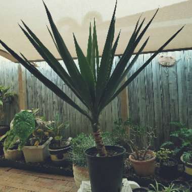 Yucca gigantea