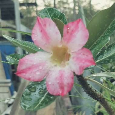 Adenium obesum