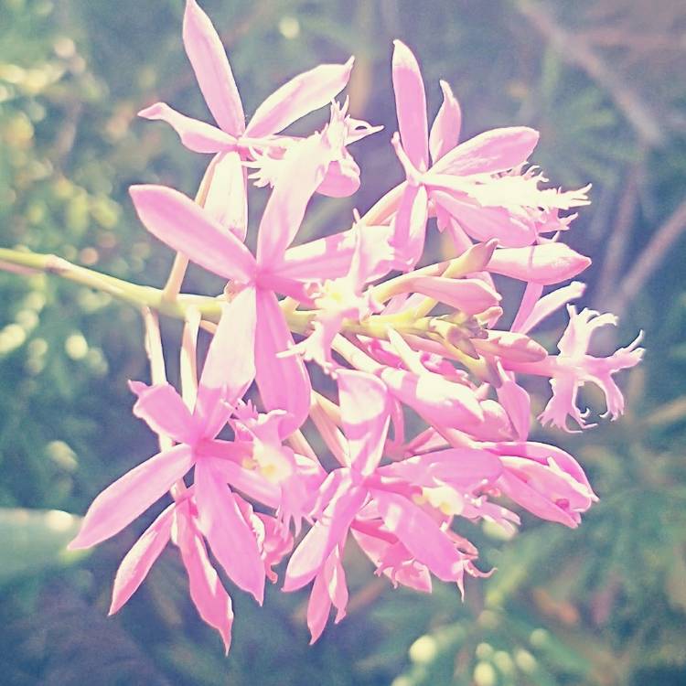 Plant image Epidendrum