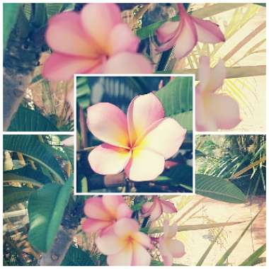 Plumeria