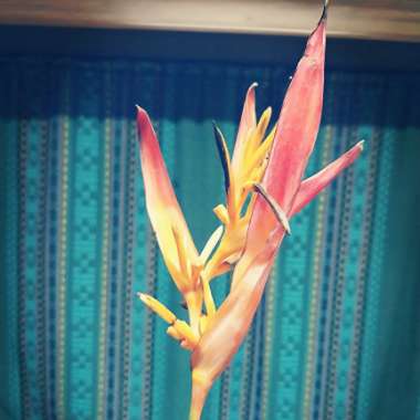 Heliconia bihai