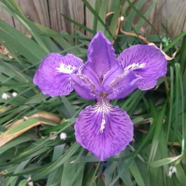 Iris Hookeriana