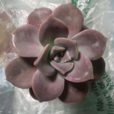 Graptopetalum