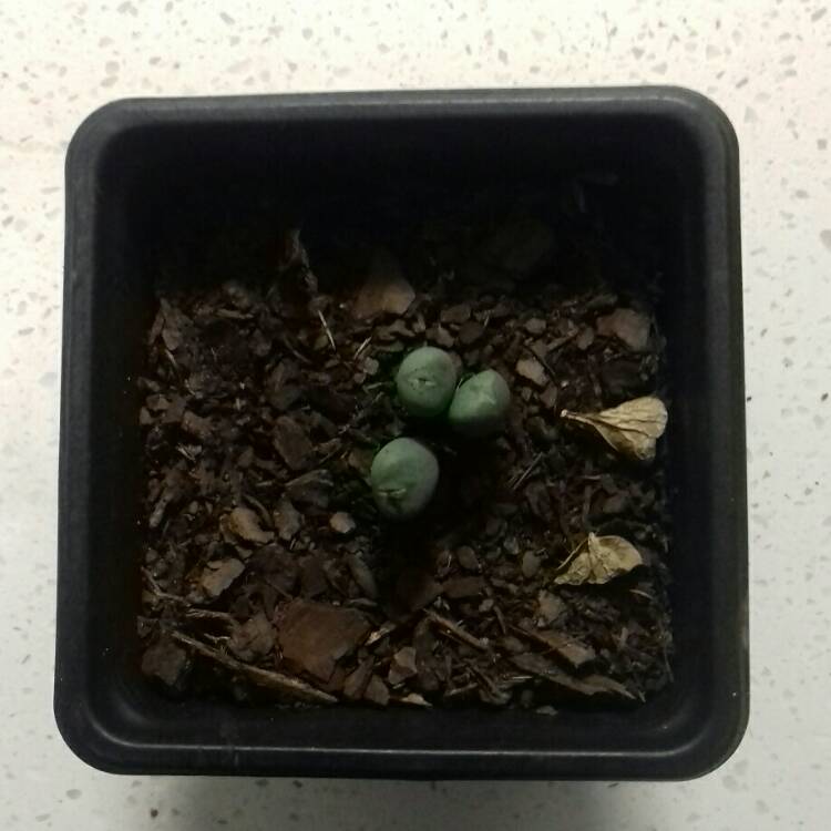 Plant image Conophytum Chauviniae