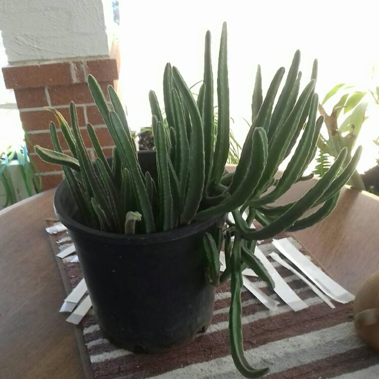 Plant image Stapelia asterias