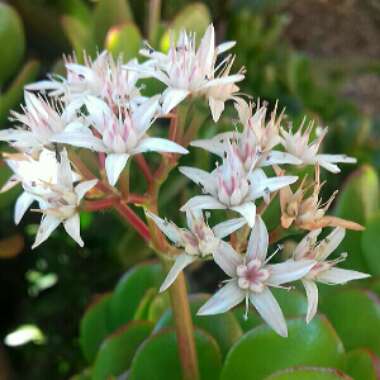 Crassula Ovata