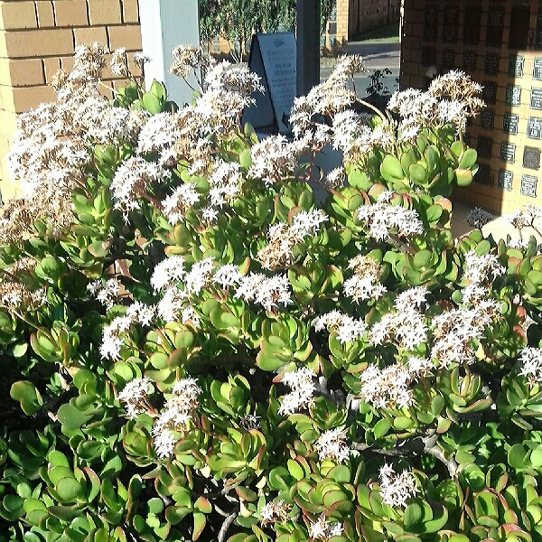 Plant image Crassula Ovata