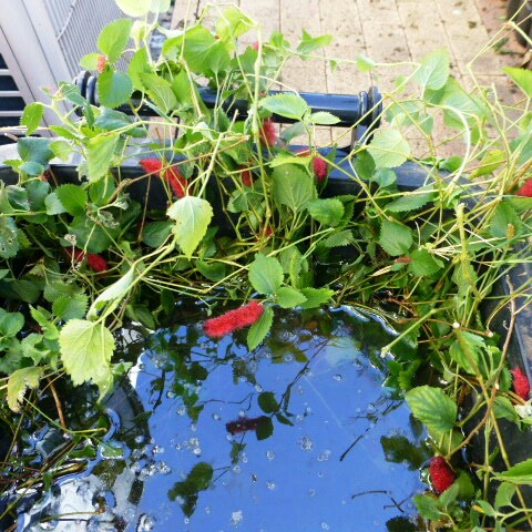 Plant image Acalypha hispida