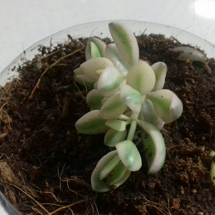 Plant image Crassula Volkensii f. Variegata