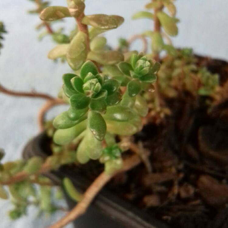 Plant image Sedum 'Star Carpet'