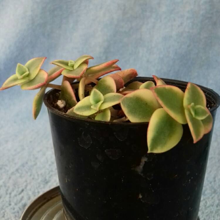 Plant image Crassula 'Isabella'