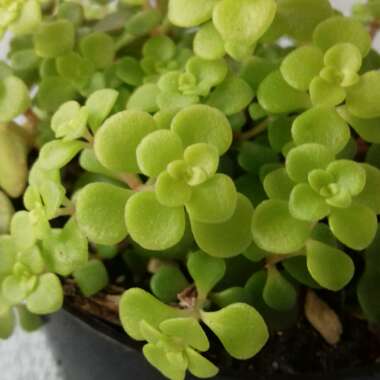 Sedum Makinoi Ogon