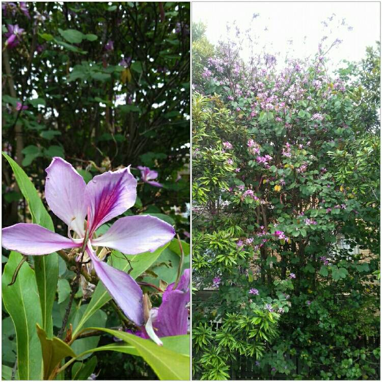 Plant image Bauhinia x  blakeana