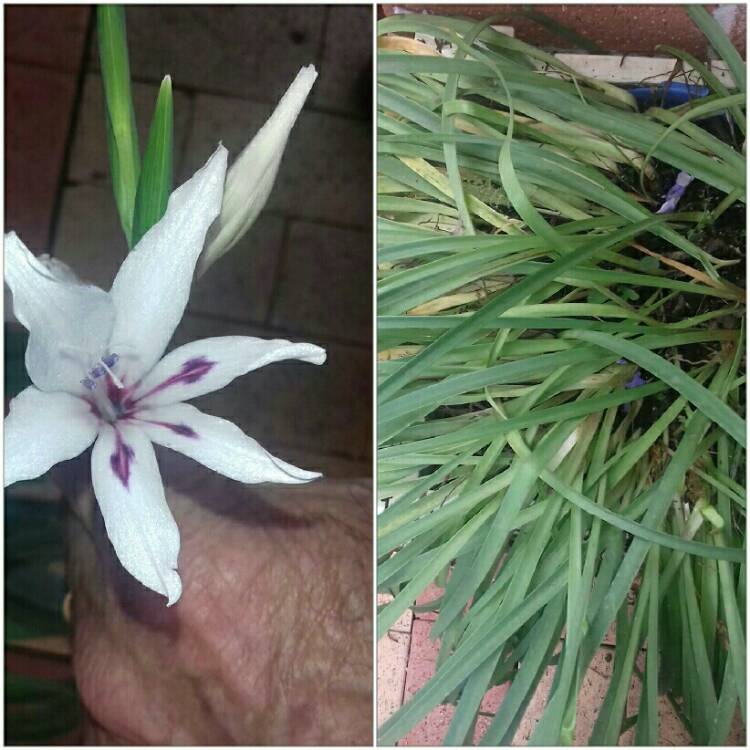 Plant image Gladiolus carneus