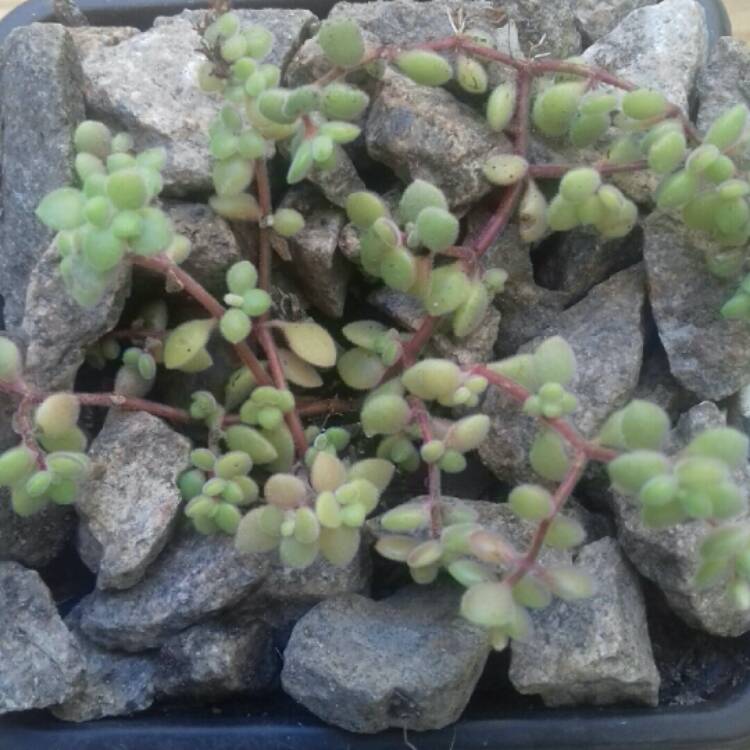 Plant image Crassula expansa subsp. fragilis