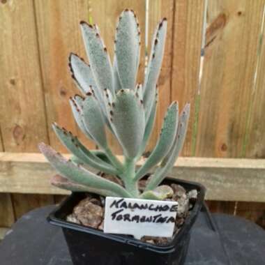 Kalanchoe tomentosa