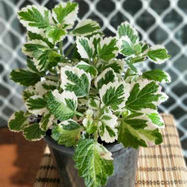 Plectranthus madagascariensis