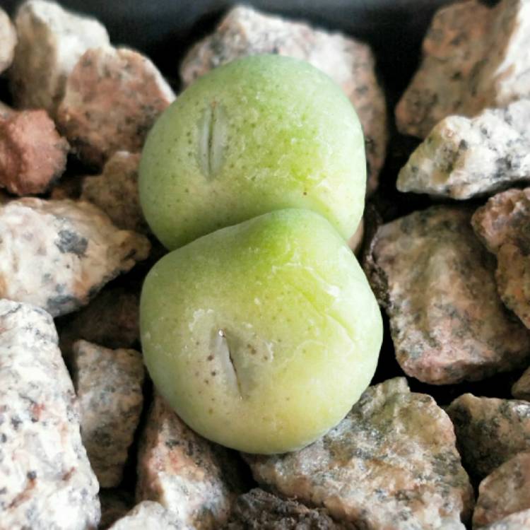 Plant image Conophytum bilobum syn. Derenbergia biloba, Mesembryanthemum bilobum