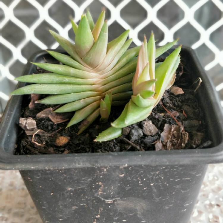 Plant image Aloe 'Walmsley's Blue'