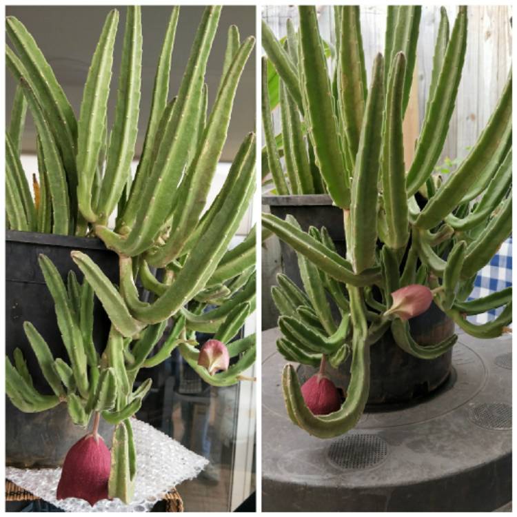 Plant image Huernia thuretii