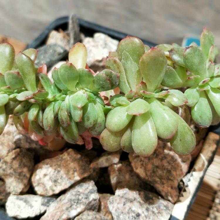 Plant image Echeveria Briar Rose