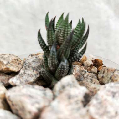 Haworthia