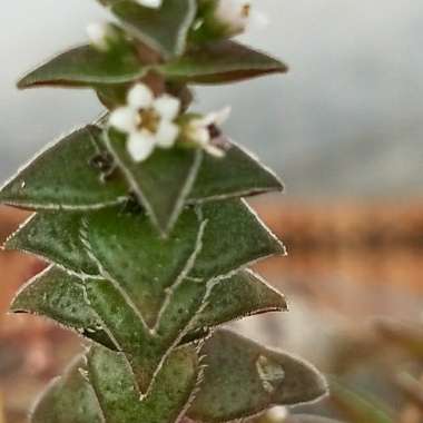 Crassula Capitella ssp. Thyrsiflora