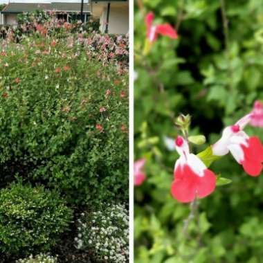 Salvia 'Hot Lips' syn. Salvia x jamensis 'Hot Lips', Salvia microphylla 'Hot Lips'