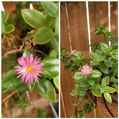 Aptenia cordifolia