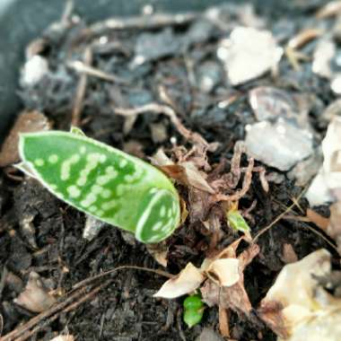 Gasteria pillansii var. pillansii (Mini)