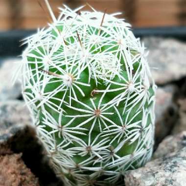 Mammillaria vetula 'Fragilis' syn. Mammillaria gracilis var. fragilis, Mammillaria fragilis