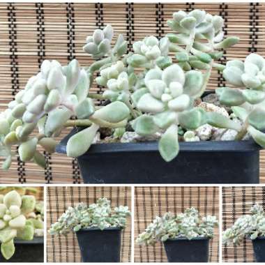 Graptopetalum Mendozae