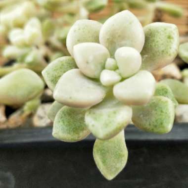 Graptopetalum Mendozae