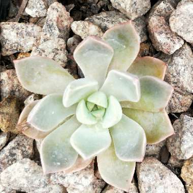 Graptopetalum Tricolour