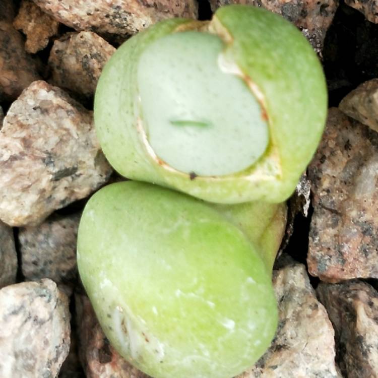 Plant image Conophytum bilobum syn. Derenbergia biloba, Mesembryanthemum bilobum