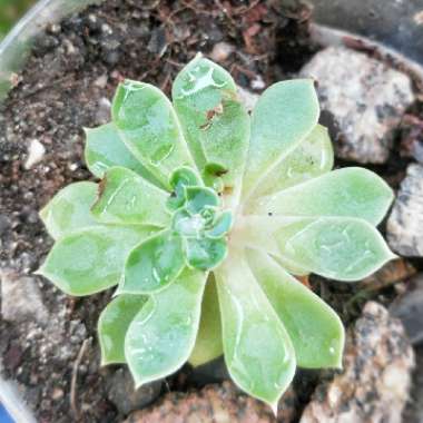 Echeveria Secunda