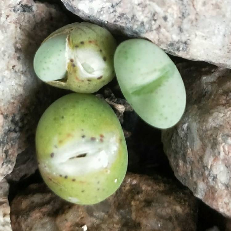 Plant image Conophytum Chauviniae