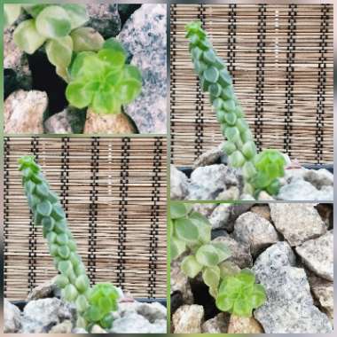 Peperomia columella