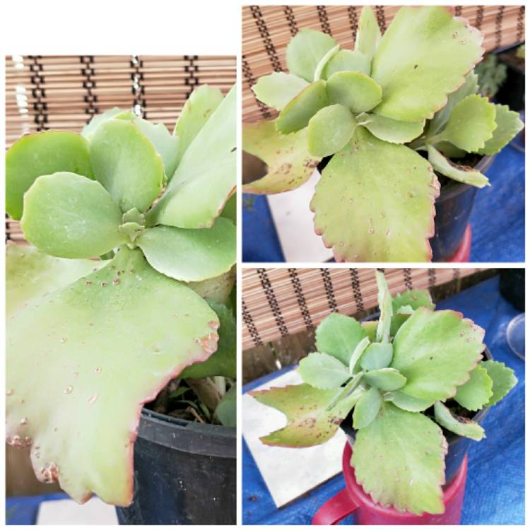 Plant image Kalanchoe 'Sexangularis'