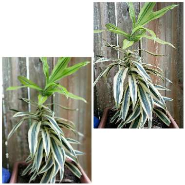 Dracaena Reflexa 'Variegata'