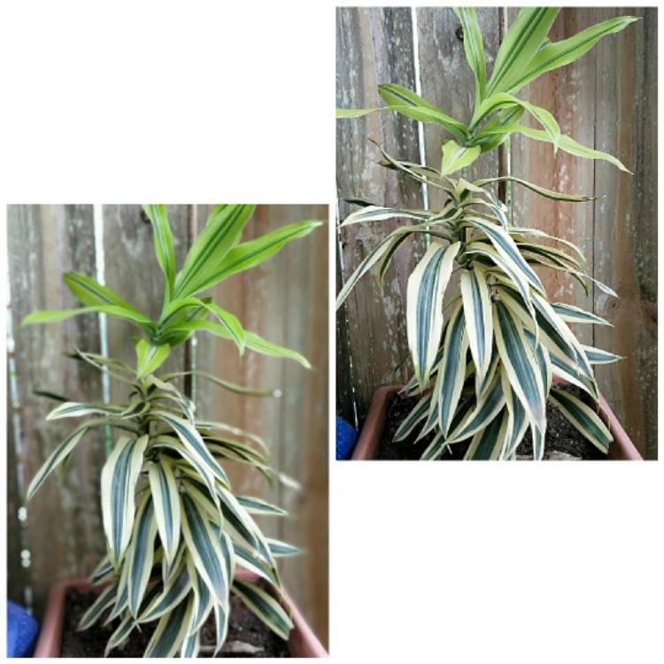 Plant image Dracaena Reflexa 'Variegata'