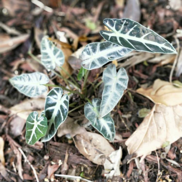 Plant image Alocasia 'Bambino Arrow' (Bambino Series)