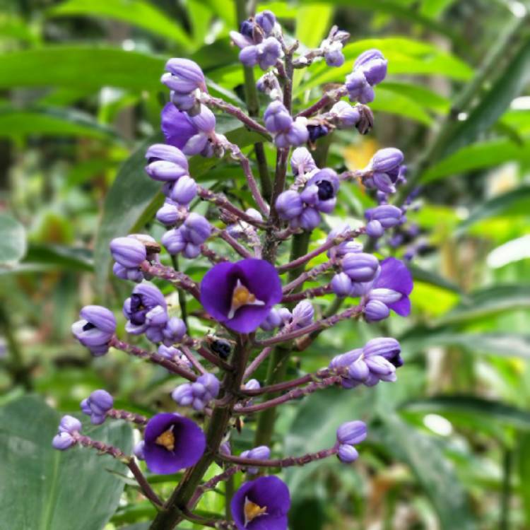 Dichorisandra Thyrsiflora, Blue Brazilian Ginger - uploaded by @quinnedy