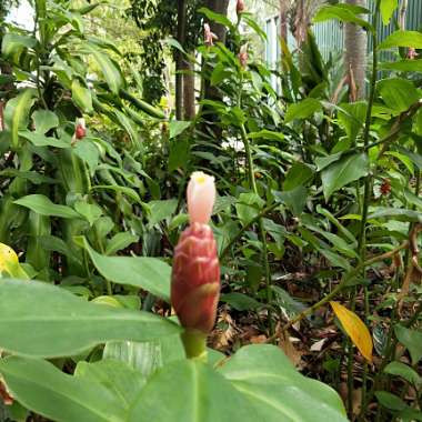 Costus spicatus