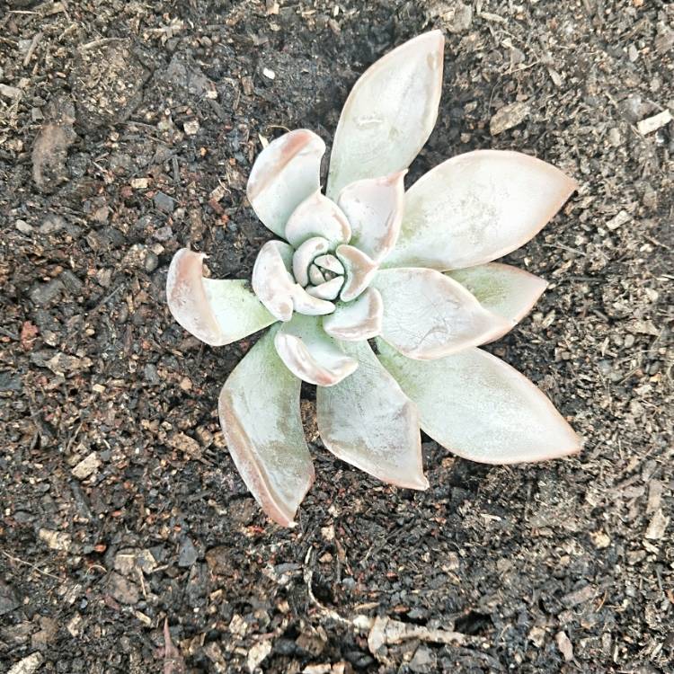 Plant image Echeveria Silver Queen