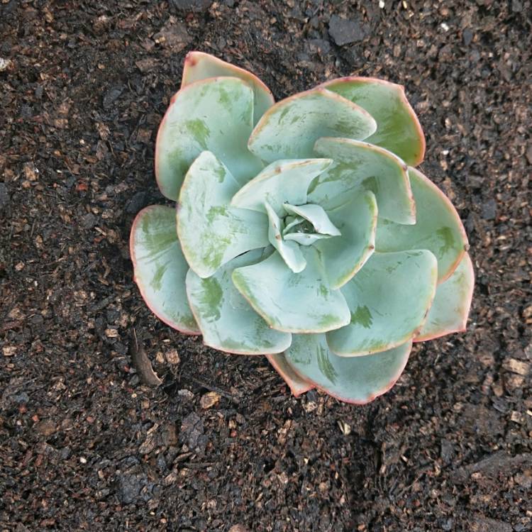 Plant image Echeveria Cloudburst