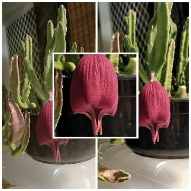 Stapelia leendertziae 'Black Bells'