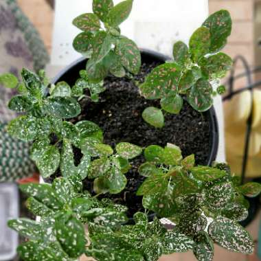 Caladium 'Polka Dot'